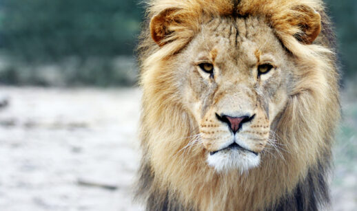 IRPF: 48% dos contribuintes utilizam a declaração pré-preenchida